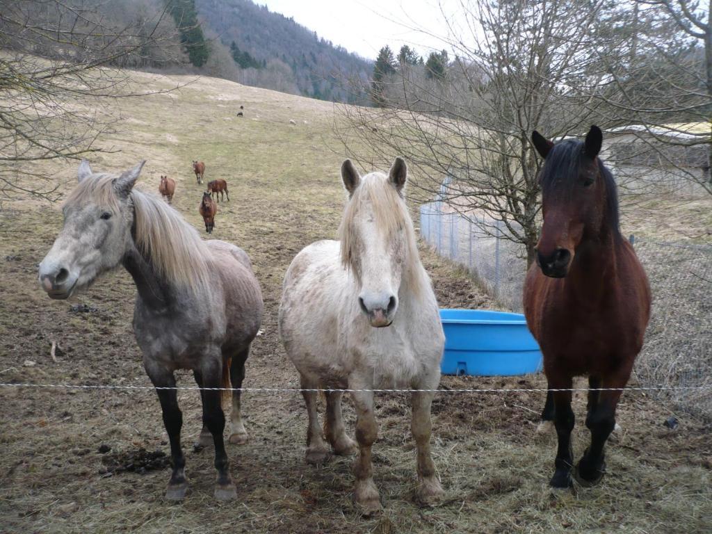 Hotel Bon Accueil Oyonnax Bagian luar foto